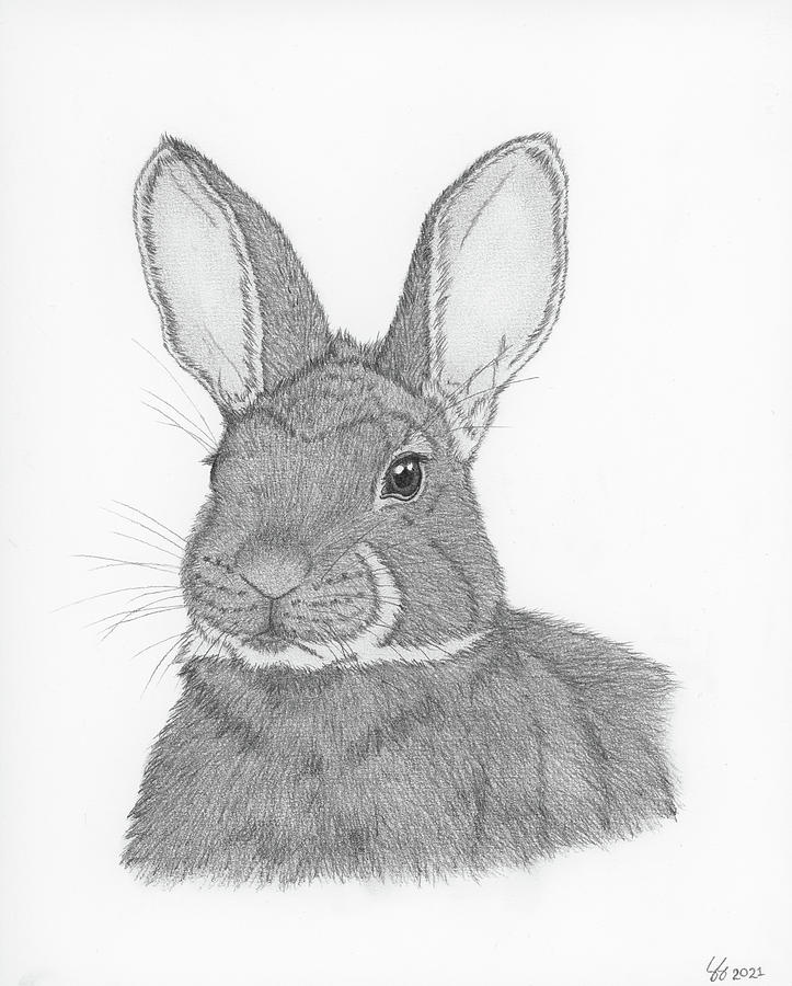 Eastern Cottontail Rabbit Drawing by The Wild-Eyed World - Fine Art America