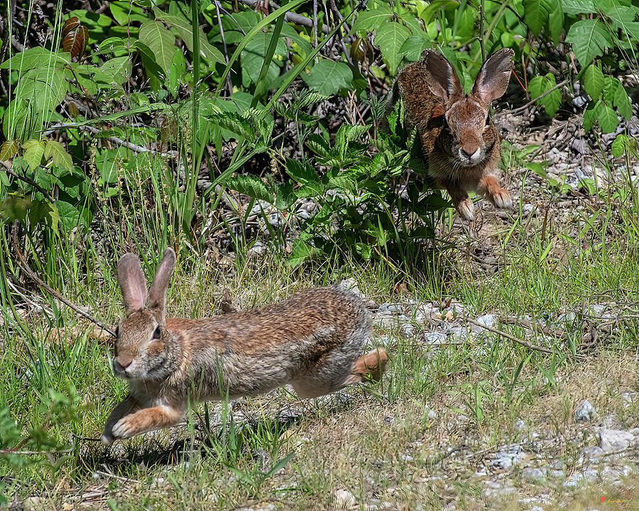 Eastern Cottontail Rabbits on the Run DMAM0055 Photograph by Gerry Gantt