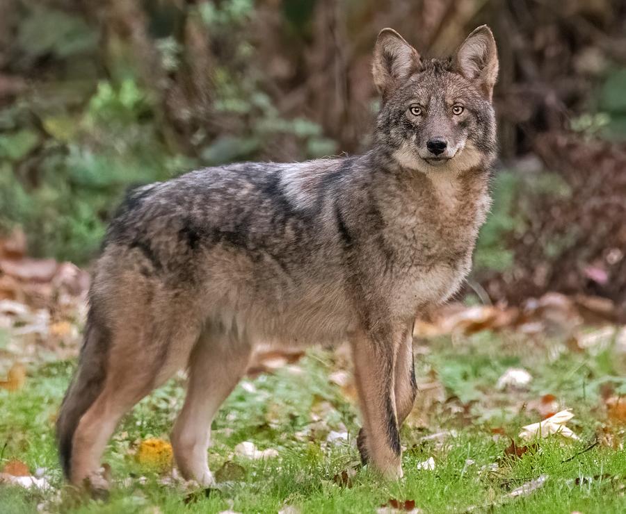 Eastern Coyote Photograph by Scott Miller - Fine Art America