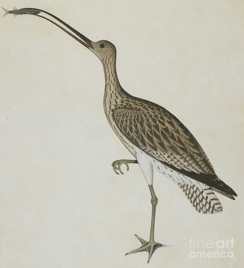 Eastern Curlew Devouring a Mudskipper, 1778 Painting by Shaikh Zain ud Din