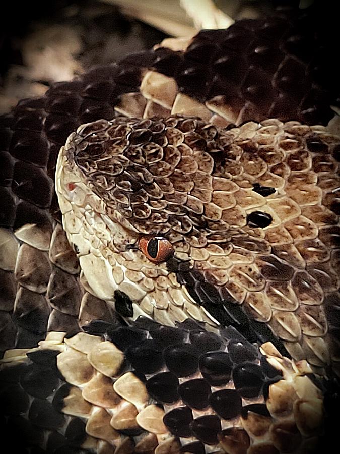 Eastern Diamondback Rattlesnake  Photograph by Ally White