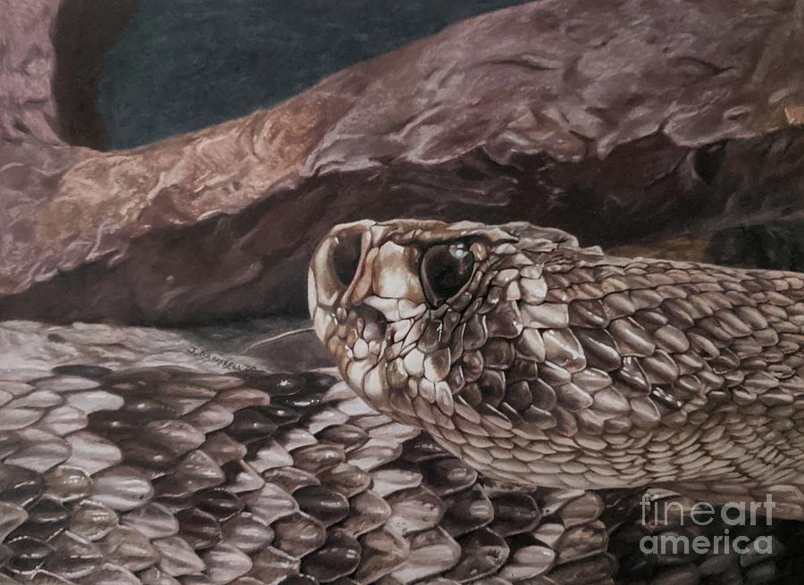 Eastern Diamondback Rattlesnake Drawing by Jedidiah Campbell