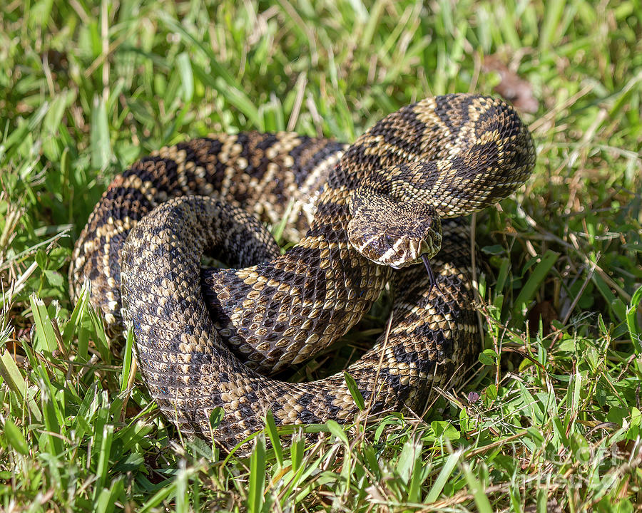 Eastern Diamondback rattlesnake Photograph by Rodney Cammauf | Pixels