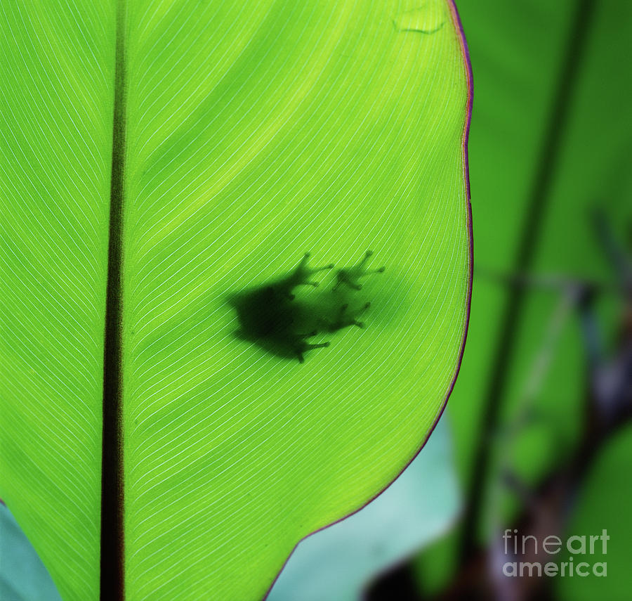 Eastern Dwarf Tree Frog shadow on a leaf Photograph by Warren Photographic
