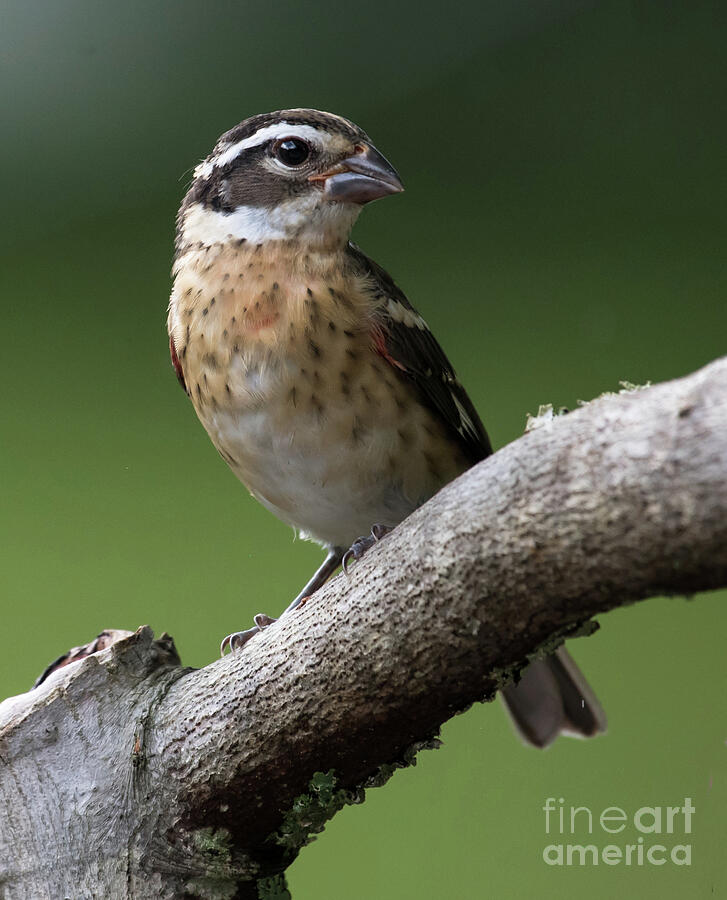 Eastern Female Grosbeak Photograph by Michael Moriarty Eastern Female Grosbeak Photograph by Michael Moriarty