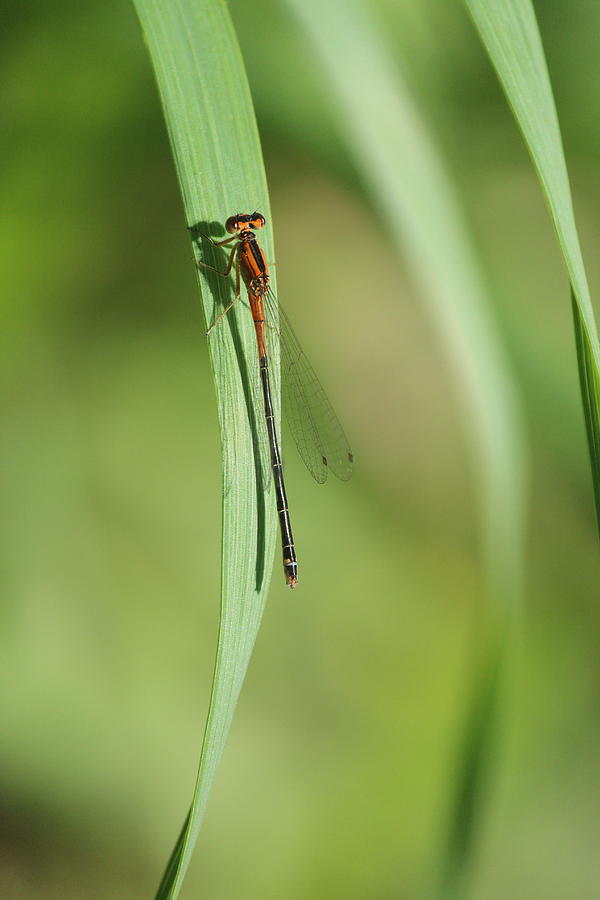 Female Eastern Forktail Photograph by Callen Harty