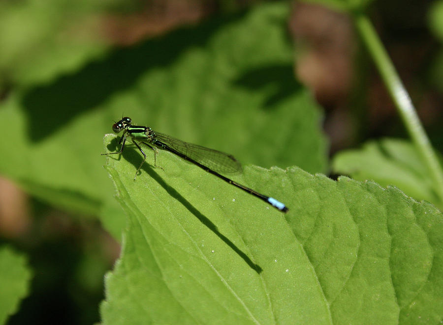 Eastern Forktail, Male Photograph by Callen Harty