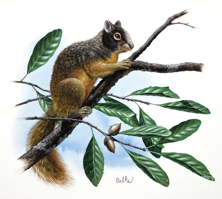 Eastern Fox Squirrel and Southern Live Oak Painting by Don Balke