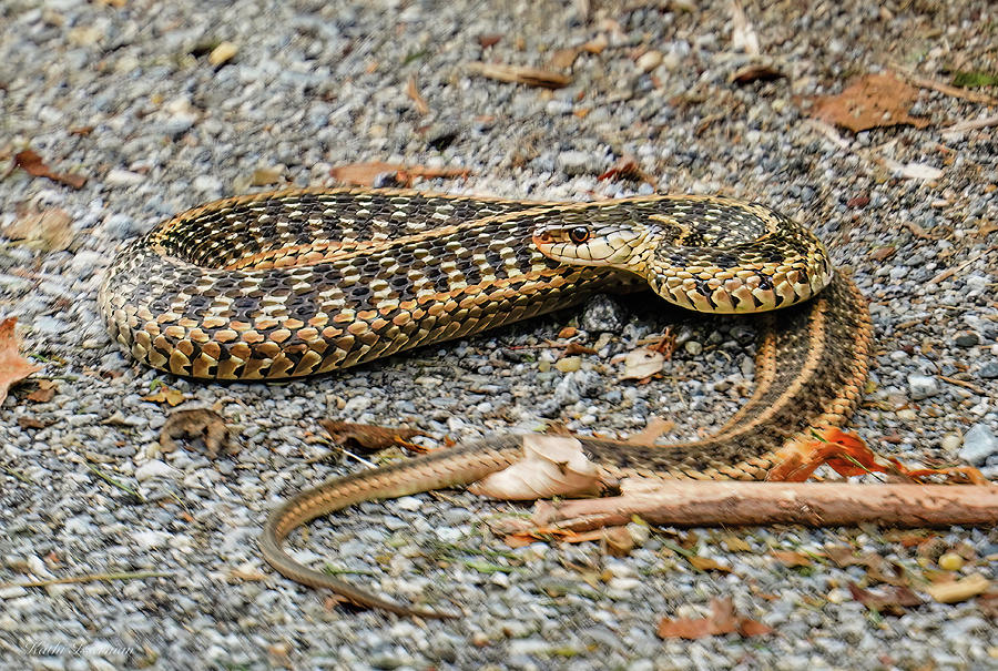 Eastern Garter Snake Photograph by Kathi Isserman - Fine Art America