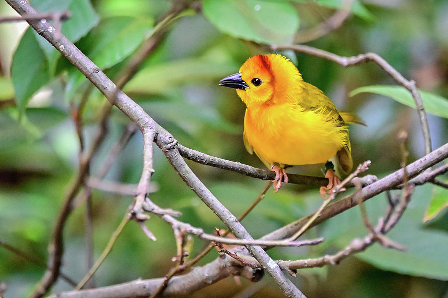 Eastern Golden Weaver Photograph by Ed Stokes | Fine Art America