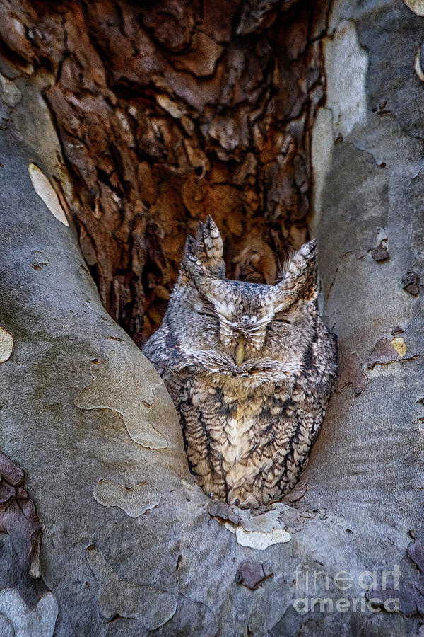 Eastern Gray Screech Owl Photograph by Teresa Jack