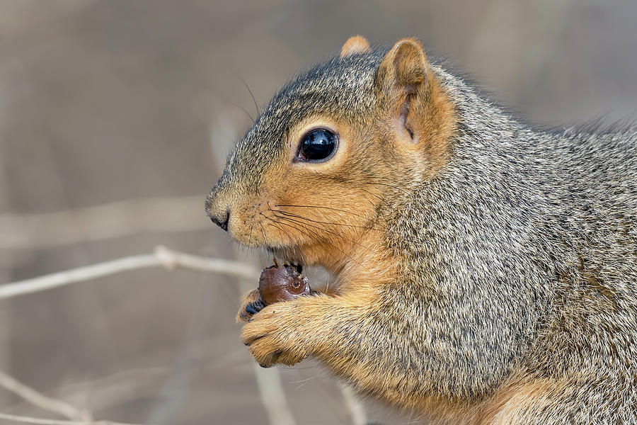 Eastern Gray Squirrel 2 Photograph by Randy Rambo | Fine Art America