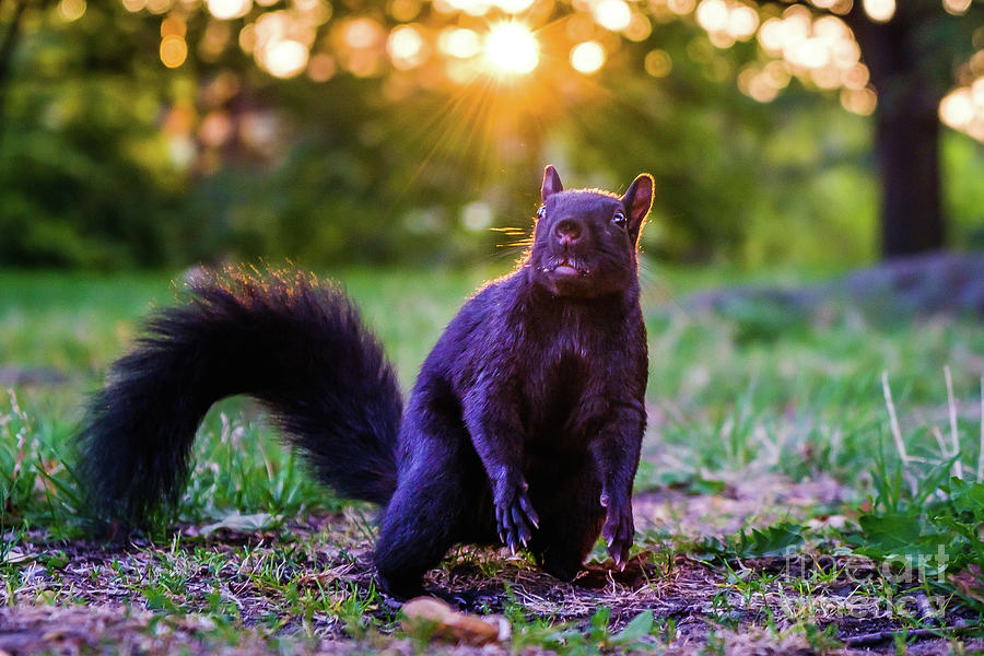 Eastern Gray Squirrel at Dawn Photograph by Stephen Geisel