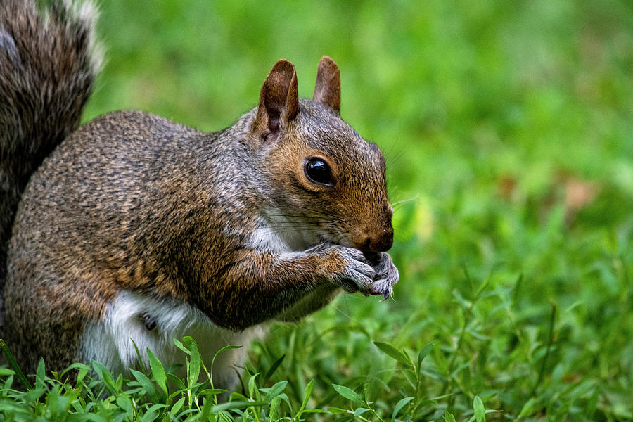 Eastern Gray Squirrel Photograph by Cathy Kovarik
