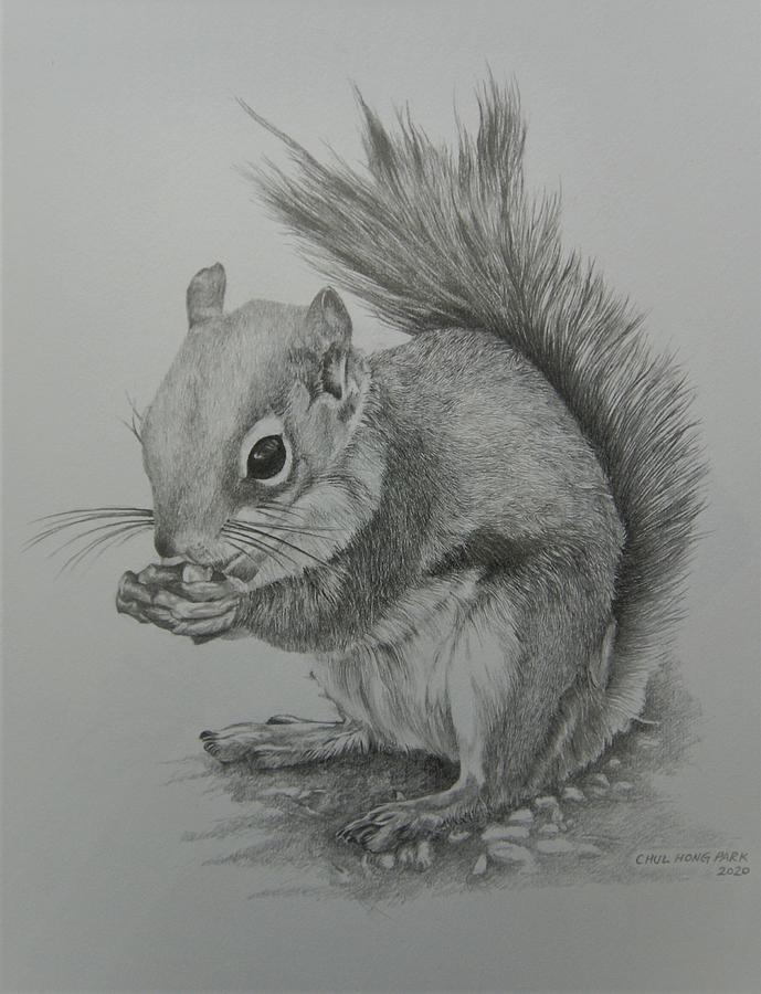 Eastern Gray Squirrel Drawing by Chul Hong Park - Fine Art America