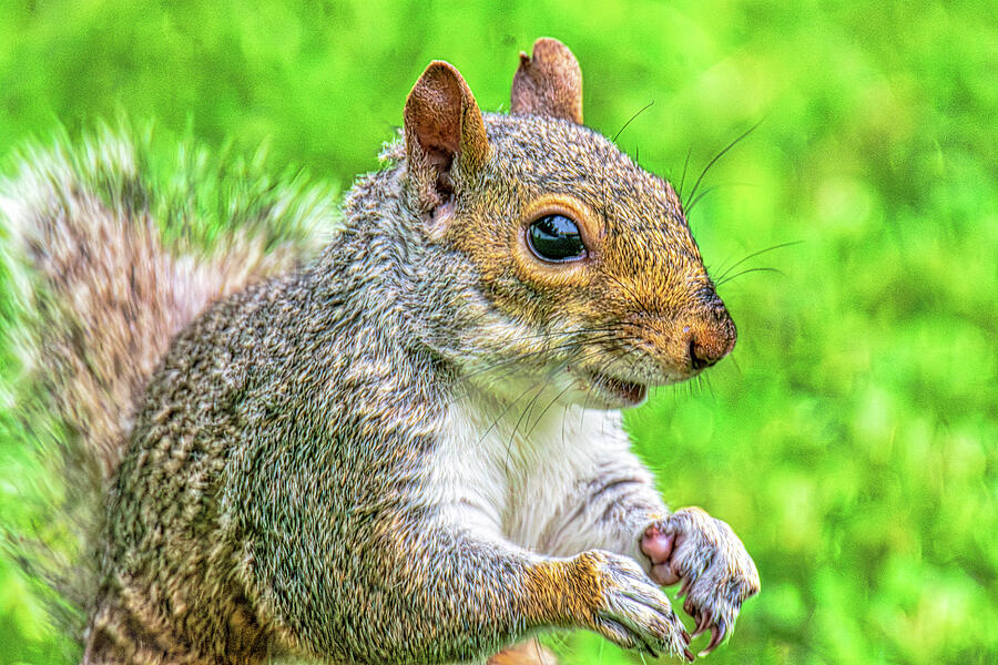 Eastern Gray Squirrel Close-Up Photograph by Donald Lanham - Fine Art ...