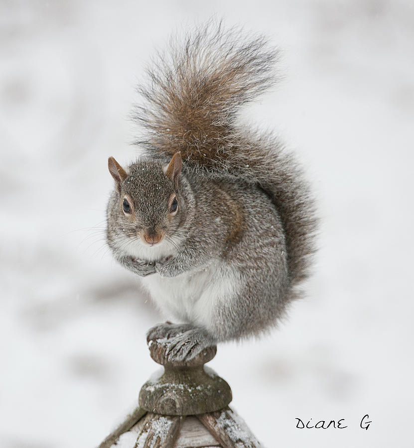 Eastern Gray Squirrel Photograph by Diane Giurco