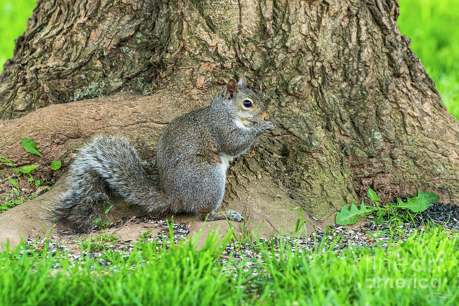 Eastern Gray Squirrel Eating Photograph by Jennifer White