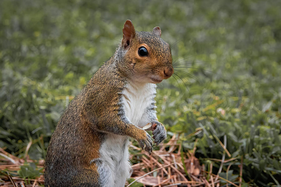 Eastern Gray Squirrel - Im Trying To Eat Photograph by Chad Meyer