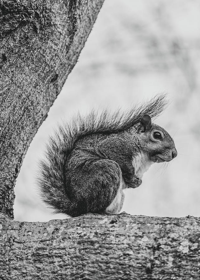Eastern Gray Squirrel In A Tree 1 Black And White Photograph