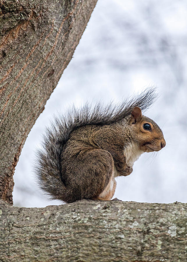 Eastern Gray Squirrel in a Tree 1 Photograph by Rachel Morrison