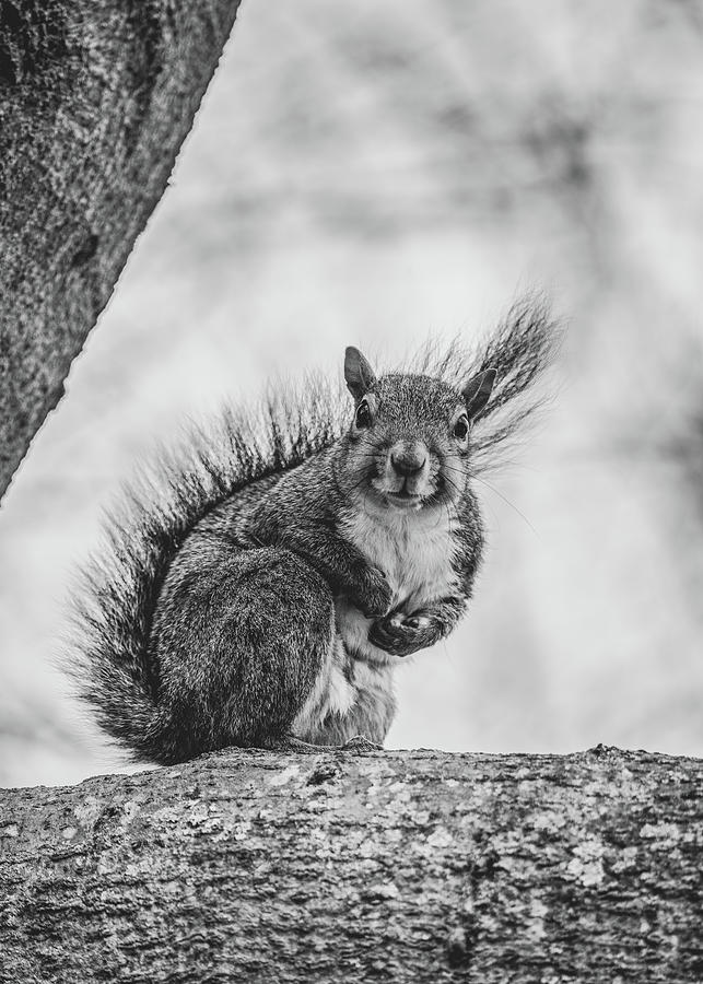 Eastern Gray Squirrel in a Tree 2 Black and White Photograph by Rachel Morrison