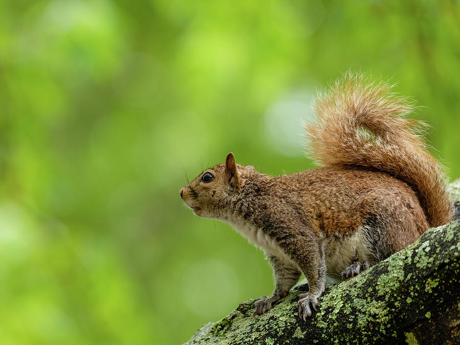 Eastern Gray Squirrel In A Tree Photograph