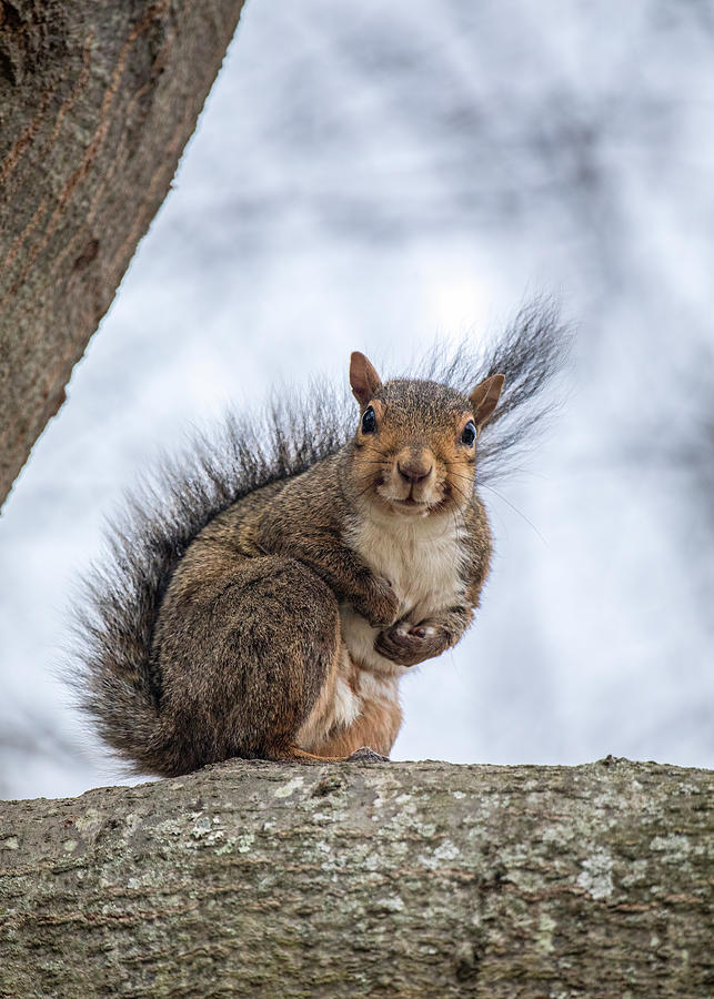 Eastern Gray Squirrel in a Tree 2 Photograph by Rachel Morrison