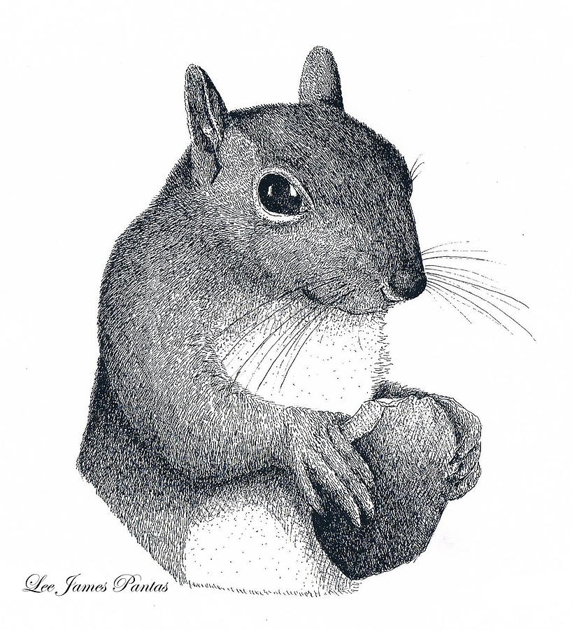 Eastern Gray Squirrel Drawing by Lee Pantas