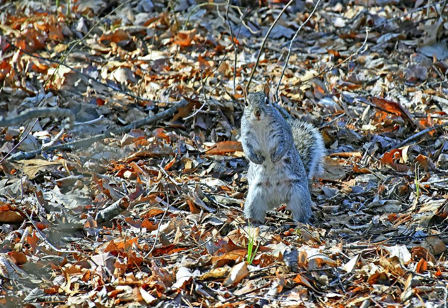 Eastern gray squirrel Photograph by Monika Salvan