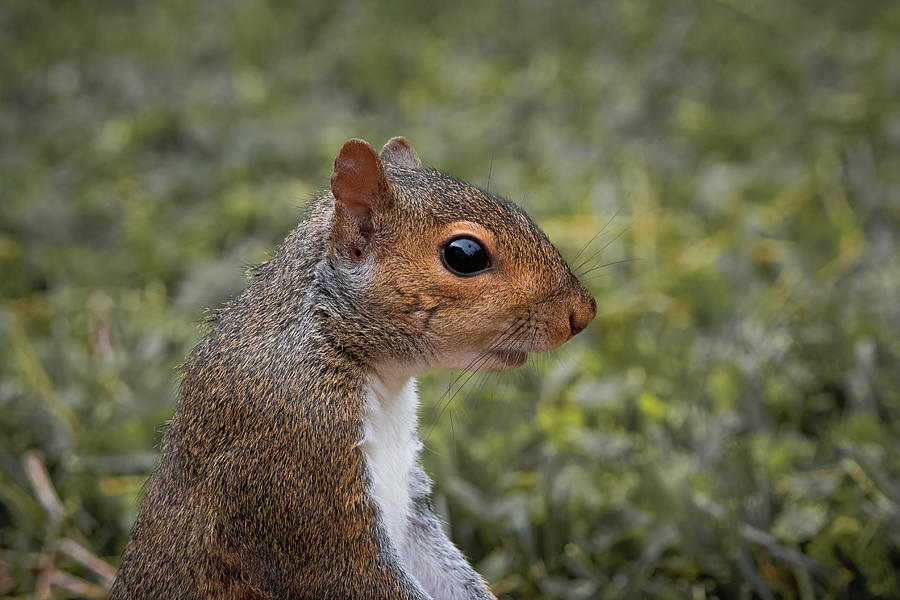 Eastern Gray Squirrel - Portrait Photograph by Chad Meyer