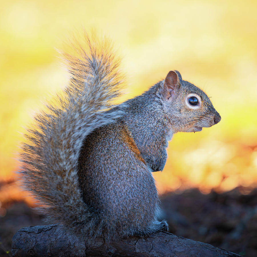 Wildlife Photograph - Eastern Gray Squirrel Portrait by Jordan Hill