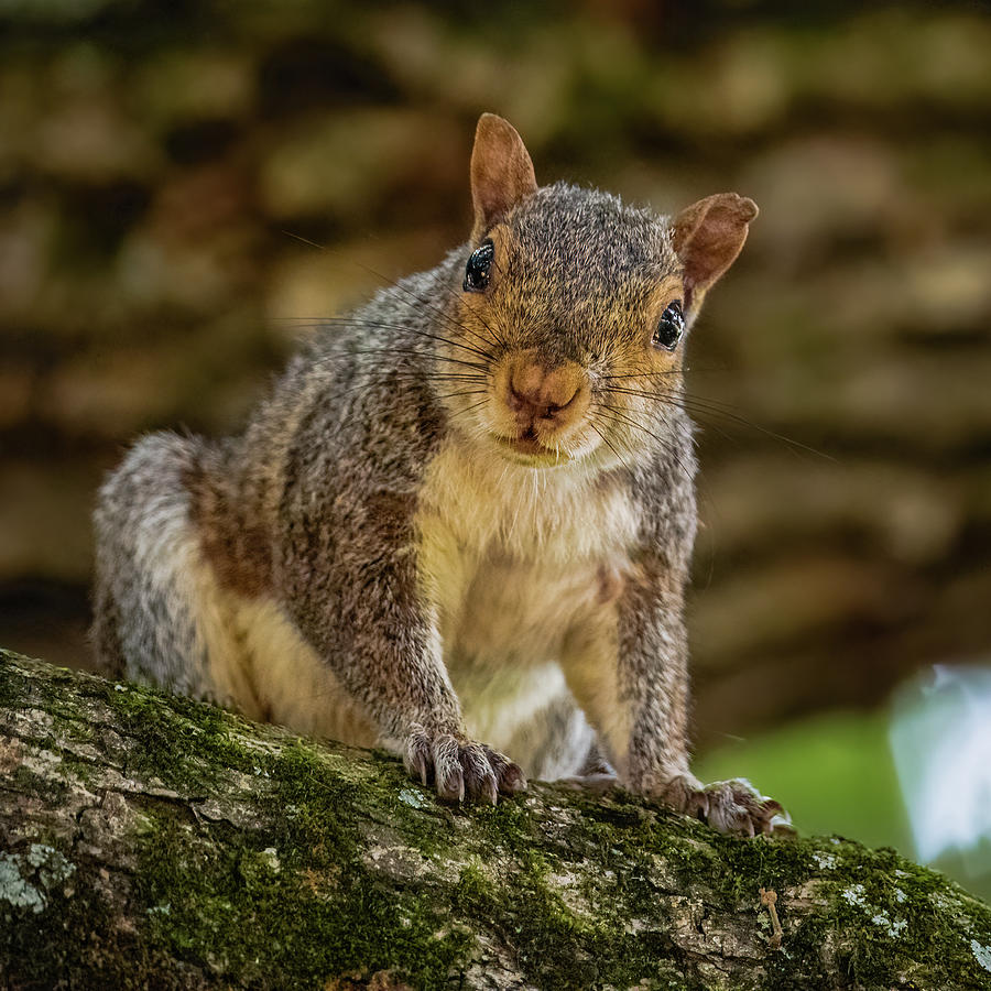Eastern Gray Squirrel  Photograph by Rachel Morrison