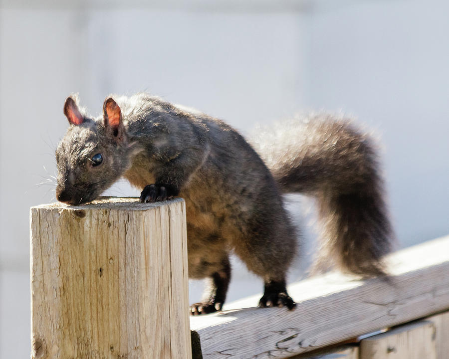 Eastern gray squirrel Photograph by SAURAVphoto Online Store