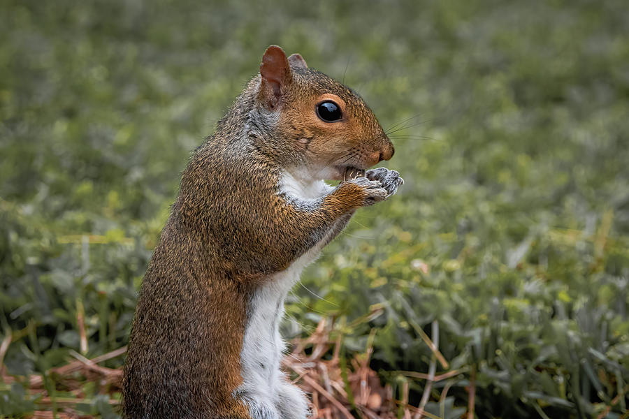 Eastern Gray Squirrel - Sunflower Seed Photograph by Chad Meyer