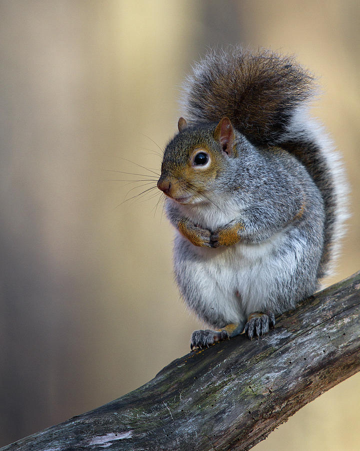 Eastern Gray Squirrel Photograph by Timothy McIntyre