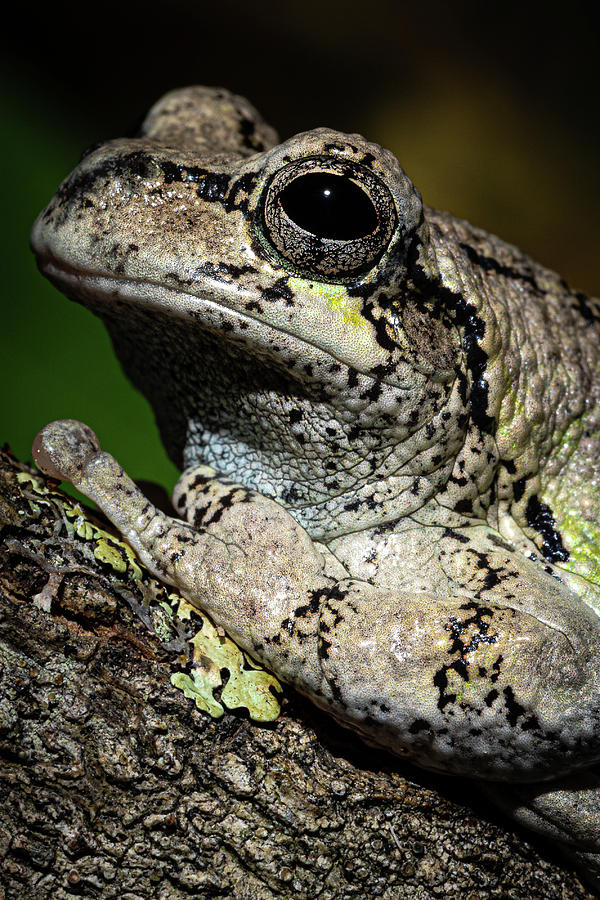 Eastern Gray Treefrog Photograph by Colin Chase