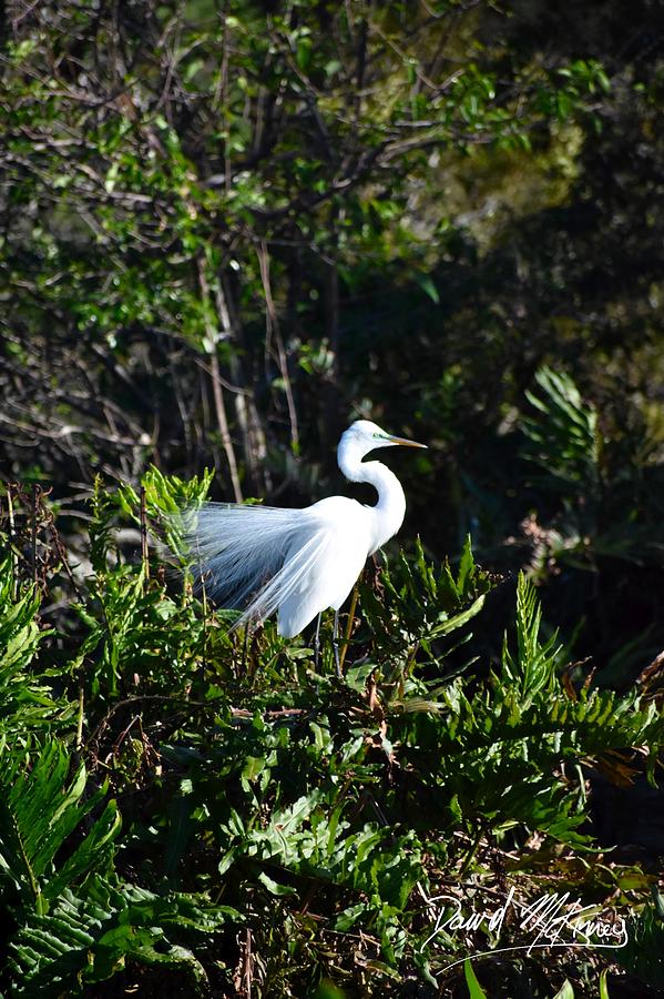 Eastern Great Egret Photograph by David McKinney Eastern Great Egret Photograph by David McKinney