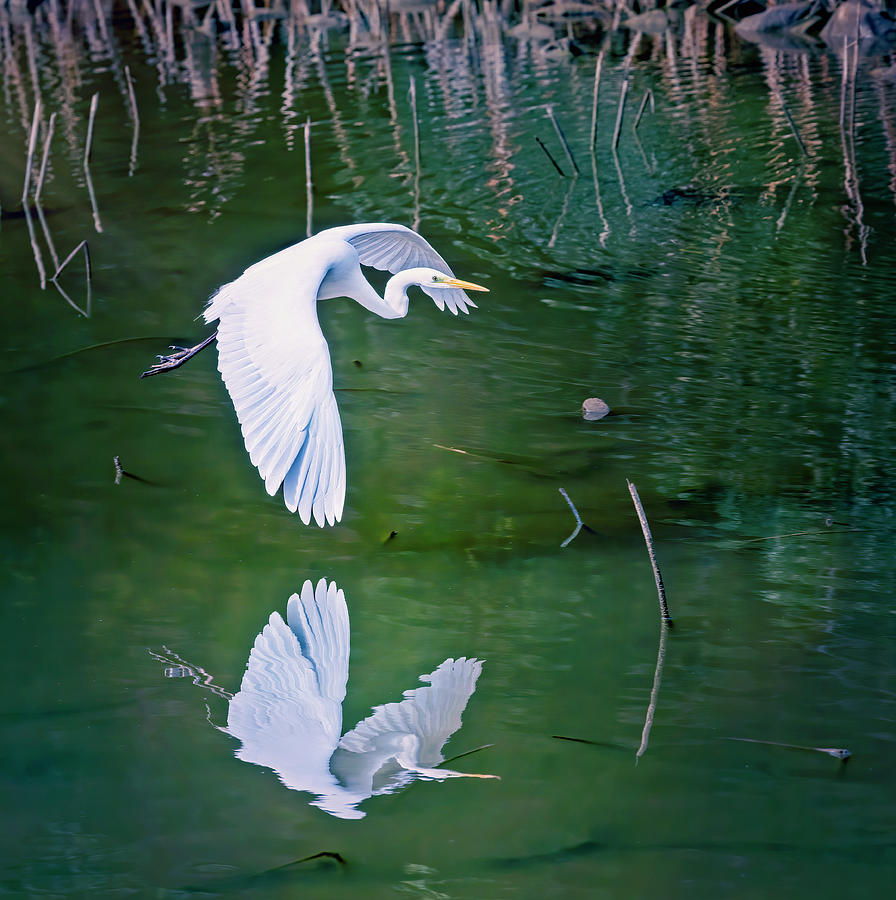 Eastern Great Egret Kyoto Japan Photograph