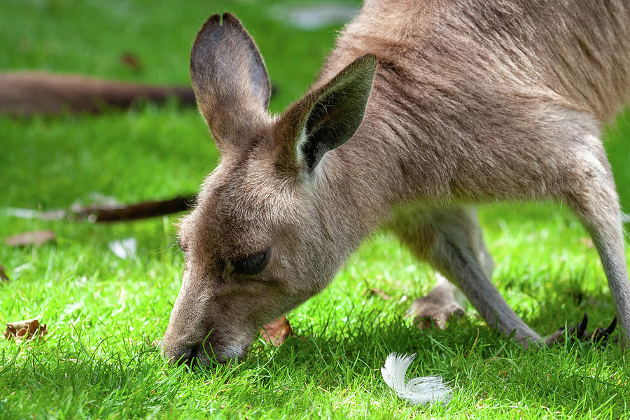 Eastern Grey Kangaroo Eating Grass Photograph by Artur Bogacki