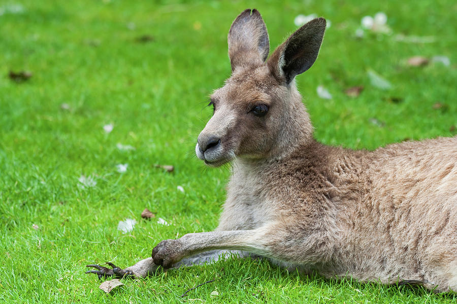 Eastern Grey Kangaroo On Grass Photograph by Artur Bogacki - Pixels