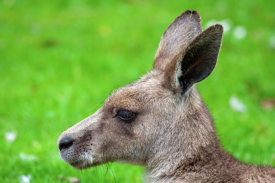 Eastern Grey Kangaroo Portrait Photograph by Artur Bogacki