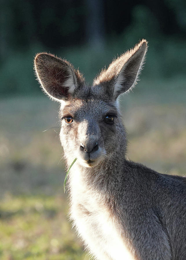 Eastern Grey Kangaroo Portrait Photograph by Maryse Jansen