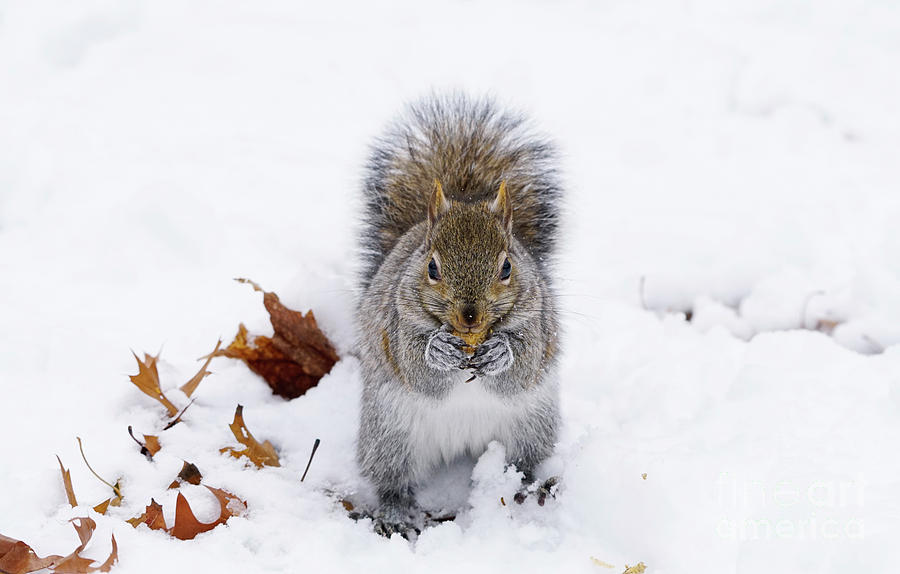 Eastern Grey Squirrel in Winter Snow Photograph by Charline Xia