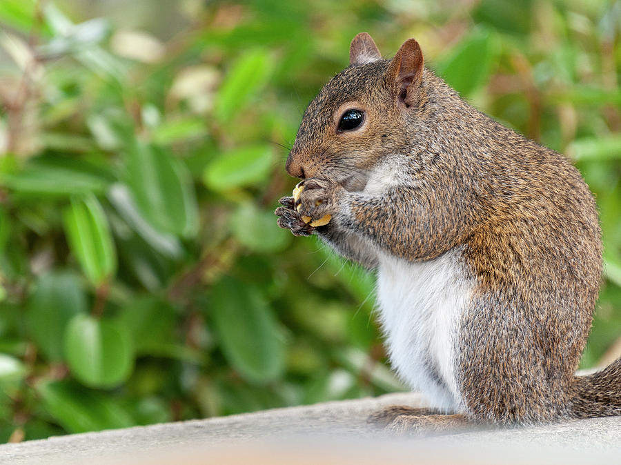 Eastern Grey Squirrel Photograph by Winston D Munnings