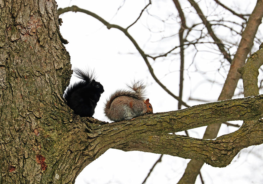 Eastern Grey Squirrels Photograph by Debbie Oppermann