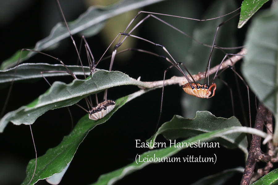 Eastern Harvestman - pair Photograph by Mark Berman