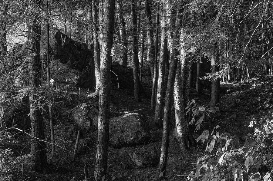 Eastern Hemlock Forest Photograph by Bob Grabowski