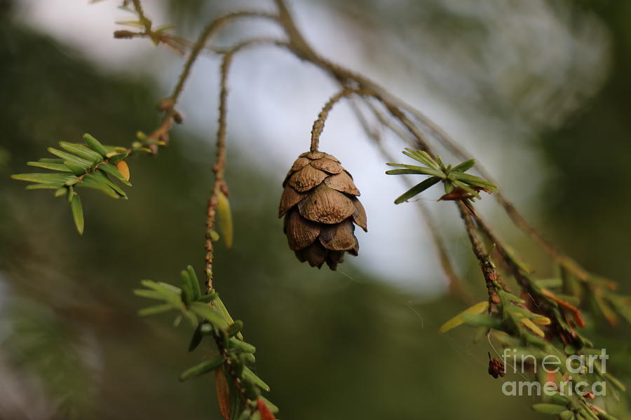 Eastern Hemlock Pinecone Photograph by Molly Barrow - Fine Art America