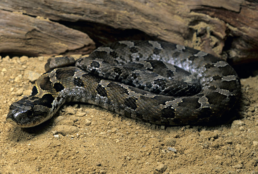 Eastern Hognose Snake, Heterodon platirhinos, Winona County, Minnesota, USA Photograph by James Gerholdt